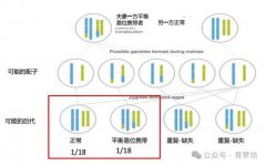 染色体平衡易位+多囊卵巢综合征，如何顺利迎接三代试管婴儿？